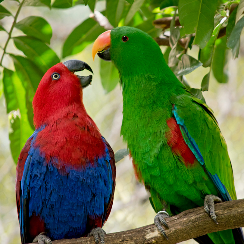 Parrots