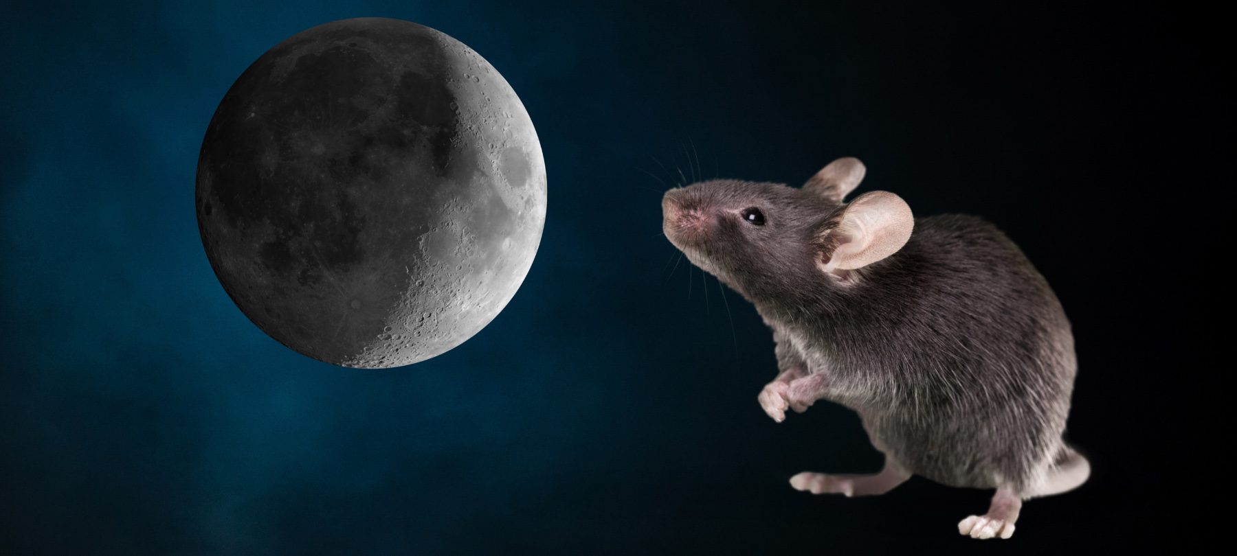 "Of Mice & Moonstones" by Cynthia Renée Marcusson
