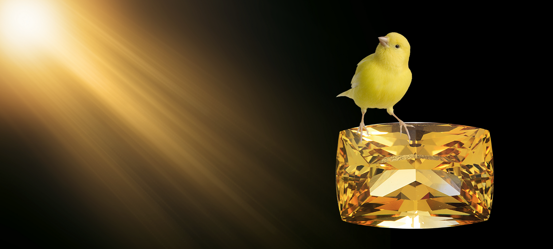 Yellow Danburite faceted unmounted gem with a canary perched on it